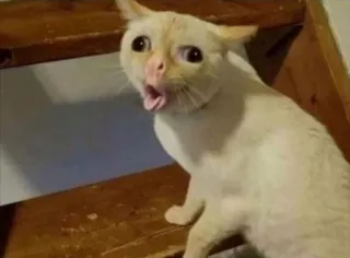 🤢 f837db11 mèo, sốc, meme, hài hước, động vật, thú cưng, cầu thang telegram sticker