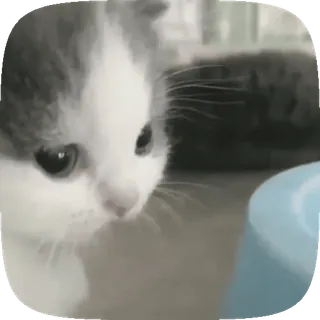 🤩 648ca14e kat, kitten, dier, huisdier, schattig, huiskat telegram sticker