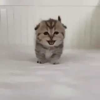 ☺️ ab95242b kat, kitten, schattig, dier, huisdier, huiskat, katachtig telegram sticker