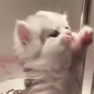 🌟 c20057aa kitten, kat, schattig, dier, huisdier, huisdier telegram sticker