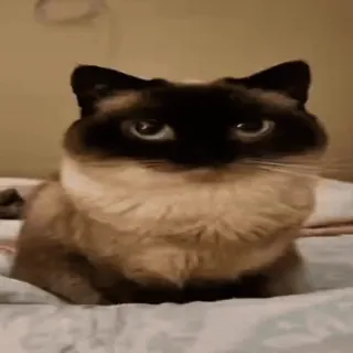 😶 ca10a46f kat, siamese kat, dier, huisdier, katachtig, lief telegram sticker