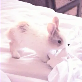 🐰 83dfc382 Hase, Kaninchen, süß, Tier, Haustier, Kleintier whatsapp sticker