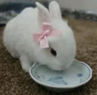 🌟 6f17d080 bunny, rabbit, cute, animal, pet, white, bow, drinking telegram sticker