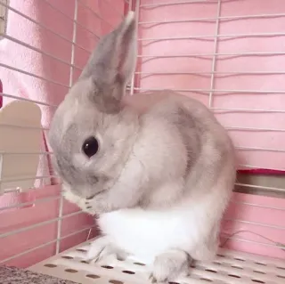 🌟 710e82dc bunny, rabbit, animal, pet, cute telegram sticker