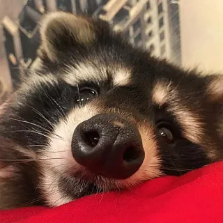 😕 0edd0235 Waschbär, Tier, niedlich, Säugetier, Wildtier telegram sticker