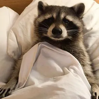 💤 1d8f0d8b Waschbär, Tier, Bett, schläfrig, niedlich, Säugetier telegram sticker