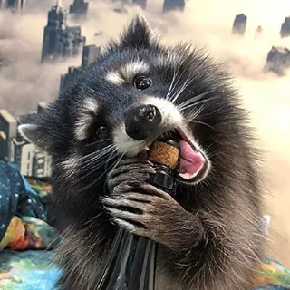 Raccoon Reactions telegram stickers