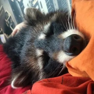 Raccoon Reactions telegram stickers