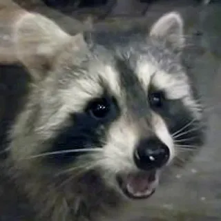 😯 802707a0 Waschbär, Tier, Säugetier, süß, Wildtier, Natur telegram sticker