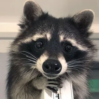 😊 896fde91 Waschbär, süß, Tier, Wildtier, Säugetier telegram sticker