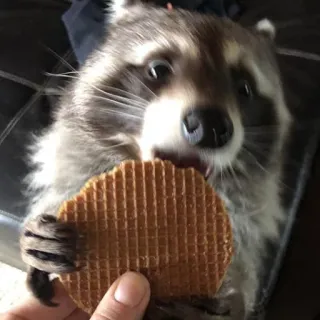 Raccoon Reactions telegram stickers