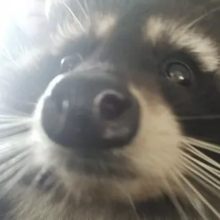 😶 aab34016 tier, waschbär, niedlich, wildtier telegram sticker