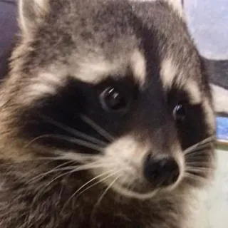Raccoon Reactions whatsapp stickers