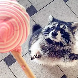 Raccoon Reactions telegram stickers