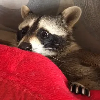 👀 e2222a3b Waschbär, niedlich, Tier, Säugetier, Wildtier telegram sticker