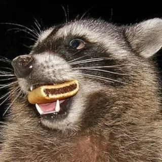 🍫 e6383d57 Waschbär, Tier, Essen, Keks, Wildtier, Säugetier telegram sticker