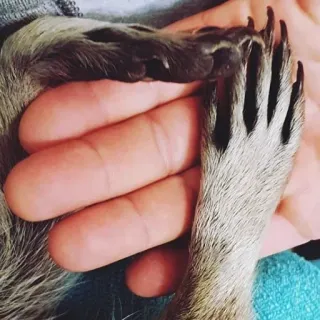 Raccoon Reactions whatsapp stickers