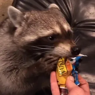 Raccoon Reactions whatsapp stickers