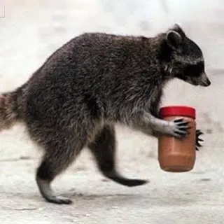 Raccoon Reactions telegram stickers