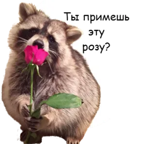 🌹 1dd54a3c Ты примешь эту розу? 너구리, 장미, 동물, 꽃, 사랑, 낭만적 telegram sticker