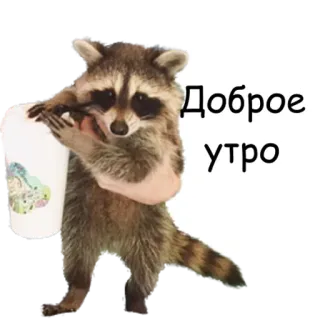 😘 3391b693 Доброе утро 너구리, 좋은 아침, 동물, 귀여운 telegram sticker