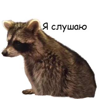 👂 44967194 Я слушаю 너구리, 동물, 듣기 telegram sticker