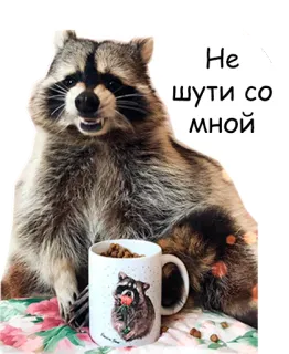 😒 4d6e7813 Не шути со мной 너구리, 동물, 귀여운, 러시아어, 텍스트, 머그컵, 커피 telegram sticker