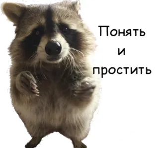 😩 4f921261 Понять и простить 너구리, 동물, 밈, 러시아어, 텍스트 telegram sticker