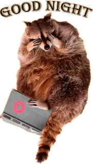 😴 4fd68a31 GOOD NIGHT 너구리, 잘자요, 동물, 잠, 귀여운, 책 telegram sticker