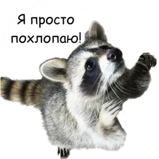 👏 53ca1697 Я просто похлопаю! 너구리, 동물, 귀여운, 박수, 환호 telegram sticker