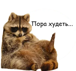 🐽 5b6103dc Пора худеть... 너구리, 웃긴, 동물, 귀여운, 문구, 다이어트 telegram sticker