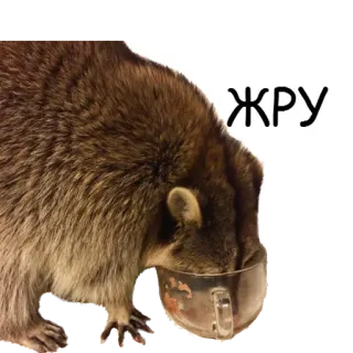 😋 8e1f7fd2 ЖРУ 너구리, 먹는, 컵, 동물, 귀여운, 러시아의 telegram sticker
