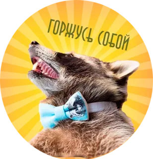😎 908b1aa5 ГОРЖУСЬ СОБОЙ 너구리, 자랑스러운, 나비 넥타이, 동물, 긍정적, 러시아 telegram sticker
