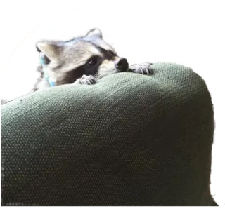 😊 d7c64e99 너구리, 동물, 귀여운, 포유류, 야생 동물 telegram sticker