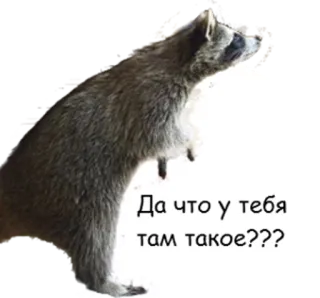 😯 e786f2da Да что у тебя там такое??? 너구리, 동물, 질문, 웃긴 telegram sticker