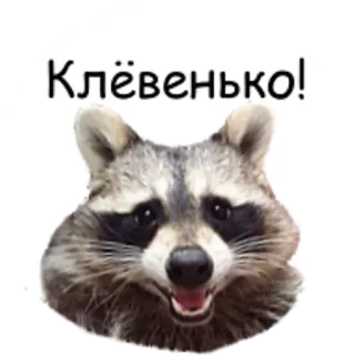 😀 eb9be59c Клёвенько! 너구리, 동물, 귀여운, 웃긴 telegram sticker