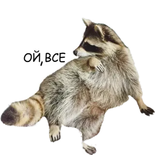 🙅 ef618501 ОЙ, ВСЕ 너구리, 동물, 웃긴, 밈, 됐어 telegram sticker