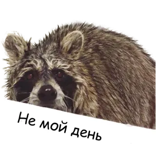 😤 f8a840be Не мой день 너구리, 동물, 텍스트, 러시아어, 슬픈, 기분 telegram sticker