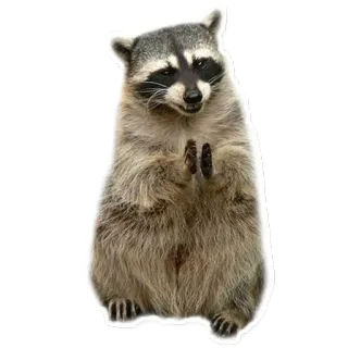 😈 83da90cf procione, animale, carino, in preghiera telegram sticker