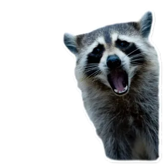 😨 fce3bec8 procione, animale, sbadiglio, mammifero, fauna selvatica telegram sticker