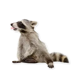 😋 4819e564 アライグマ, 動物, かわいい, 毛むくじゃら telegram sticker