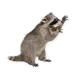 👐 c6a069f7 アライグマ, 動物, かわいい, 野生動物, 毛むくじゃら telegram sticker