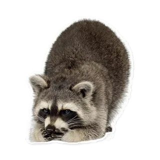 🙊 ea16dee7 アライグマ, 動物, 哺乳類, 野生動物, かわいい, 毛むくじゃら telegram sticker