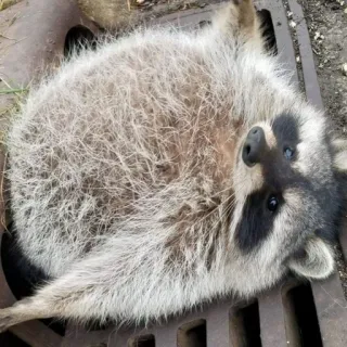 ⛔️ 15b116c6 szop pracz, zwierzę, dzika przyroda, ssak, słodki, natura telegram sticker