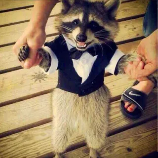 🤵 2b31fcc8 szop pracz, smoking, zwierzę, słodki, śmieszny, przebrany, strój formalny, zwierzę domowe telegram sticker