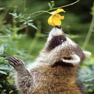 🌼 3b2d0942 szop pracz, kwiat, natura, dzika przyroda, zwierzę, słodki, żółty telegram sticker