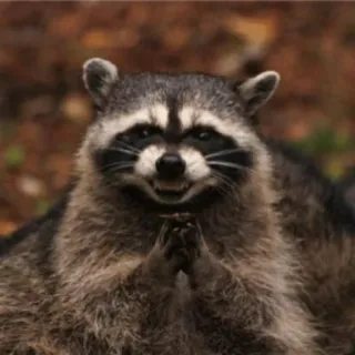 😈 5971c0e9 szop pracz, zwierzę, ssak, dzika przyroda, knujący, zły, planujący telegram sticker