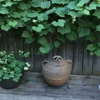 🕴 7e573b56 szop pracz, doniczka, ogród, natura, zwierzę, dzika przyroda, na dworze, słodki telegram sticker