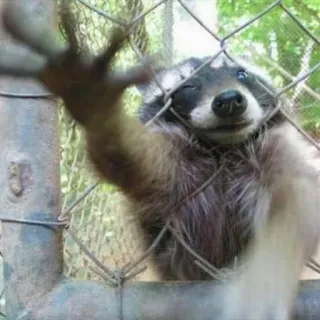 ✋ b7ae70c6 szop pracz, zwierzę, dzika przyroda, natura, ssak, słodki, na zewnątrz telegram sticker