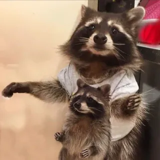 👩‍👦 bdd4e7df szop pracz, zwierzęta, słodkie, ssaki, dzika przyroda, natura telegram sticker